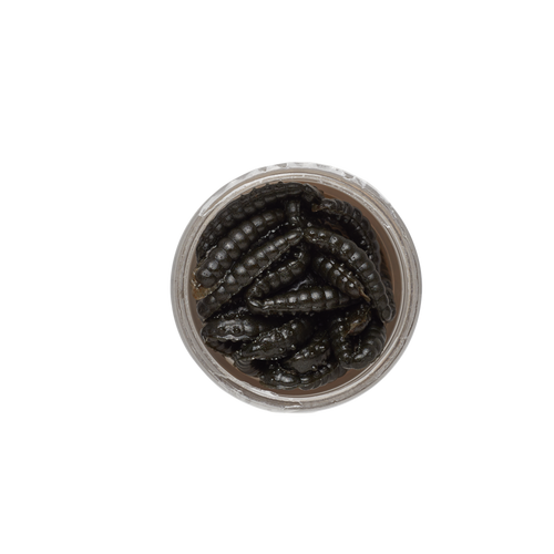 BERKLEY HONEY WORMS