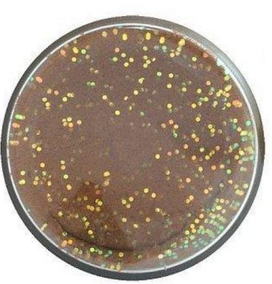 Powerbait Fish/Liver/Eggs